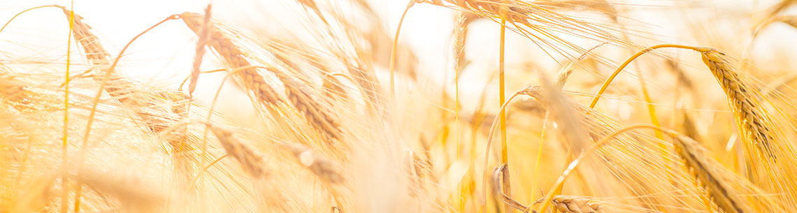 nous-contacter-champ-de-ble